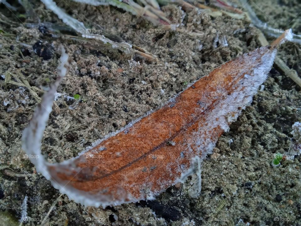 frozen dry leaf