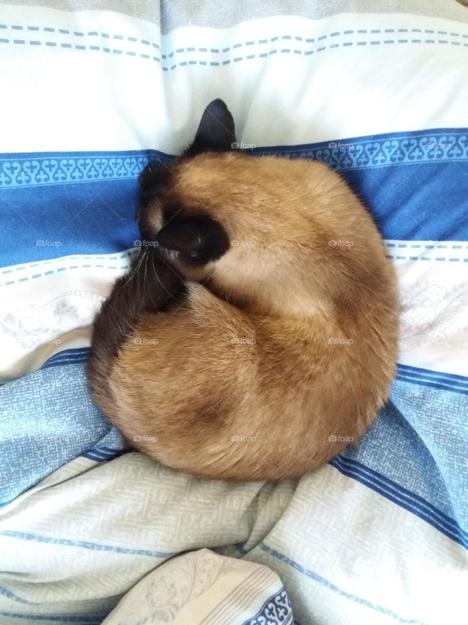 sleeping cat in a form of circle