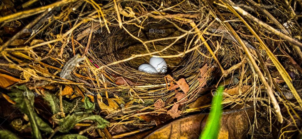 a bird's nest