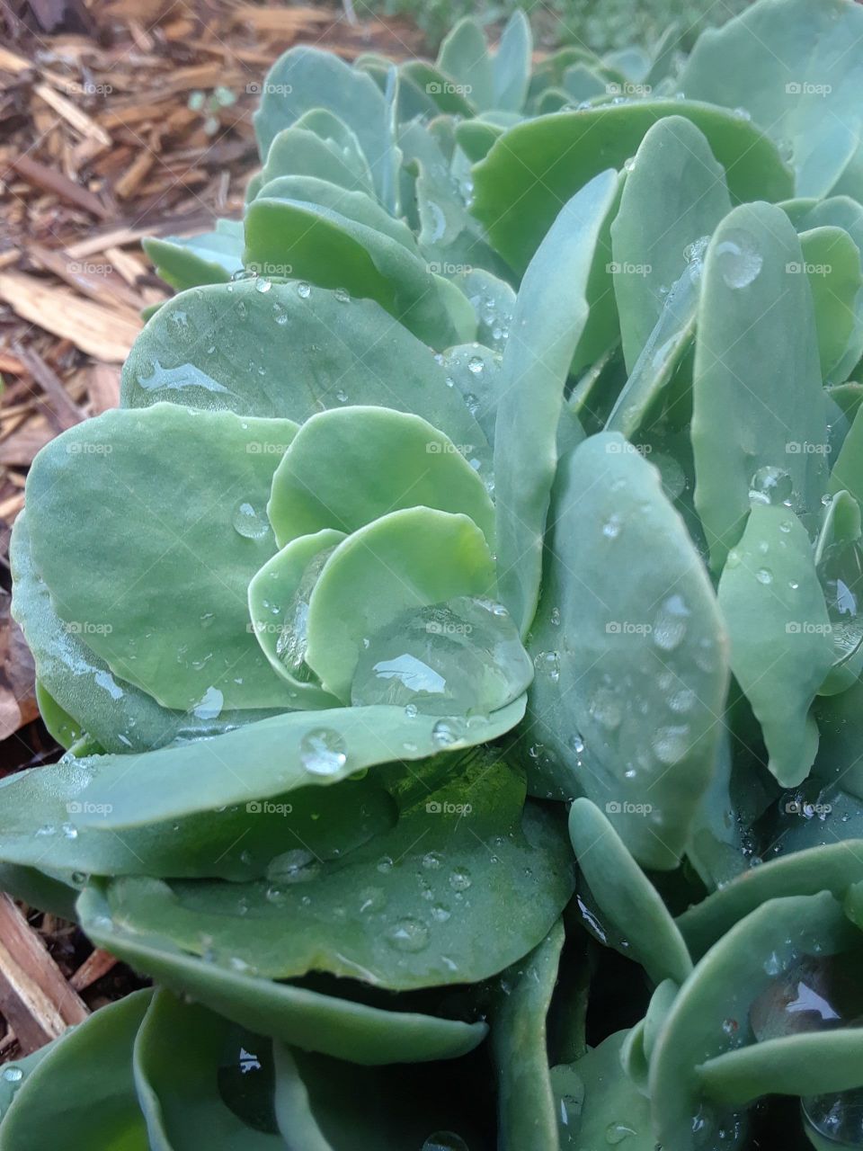 succulent with water drop in the garden