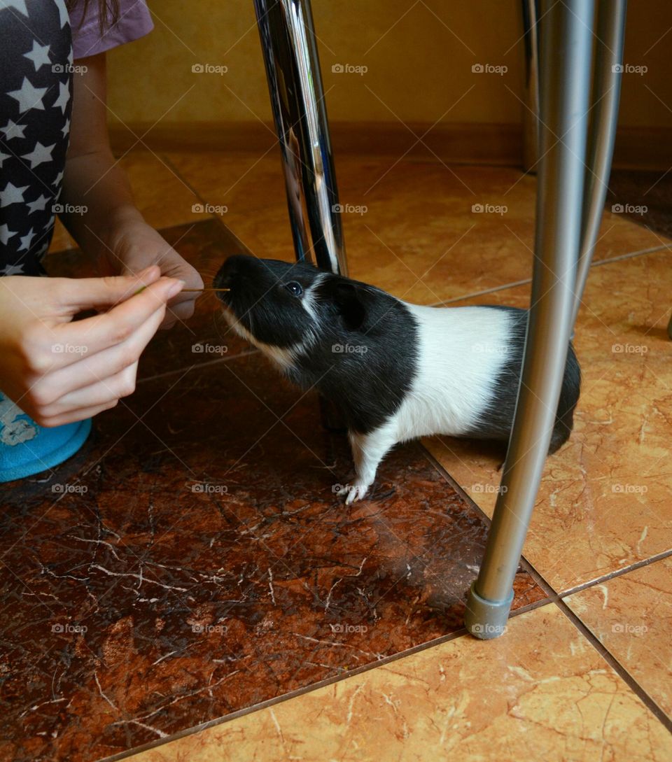 Guinea pig beautiful portrait and hands person