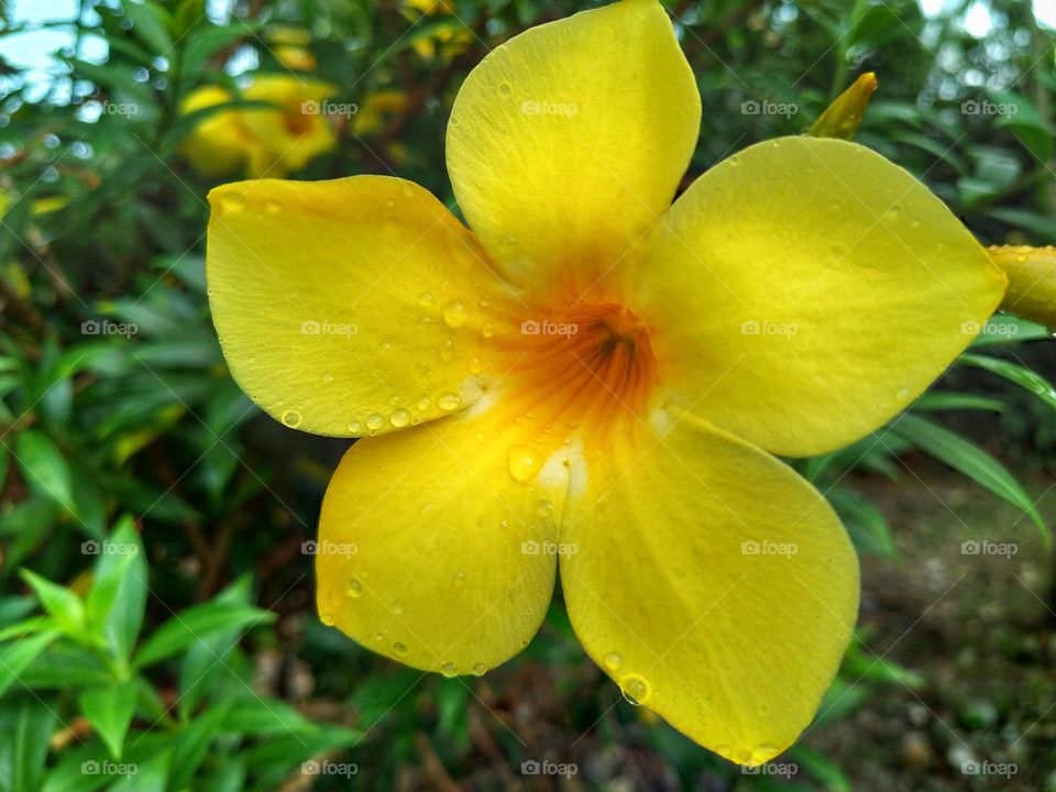 Beautiful yellow Allamanda flower in bloom.