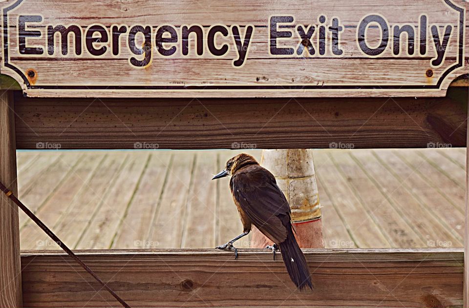 Bird sitting on a sign