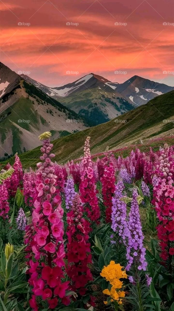 A very beautiful picture, and there is no better picture than it. There is no better picture of green herbs and colorful, red and white roses than it. Glory be to God, the natural and picturesque view, and there is no more