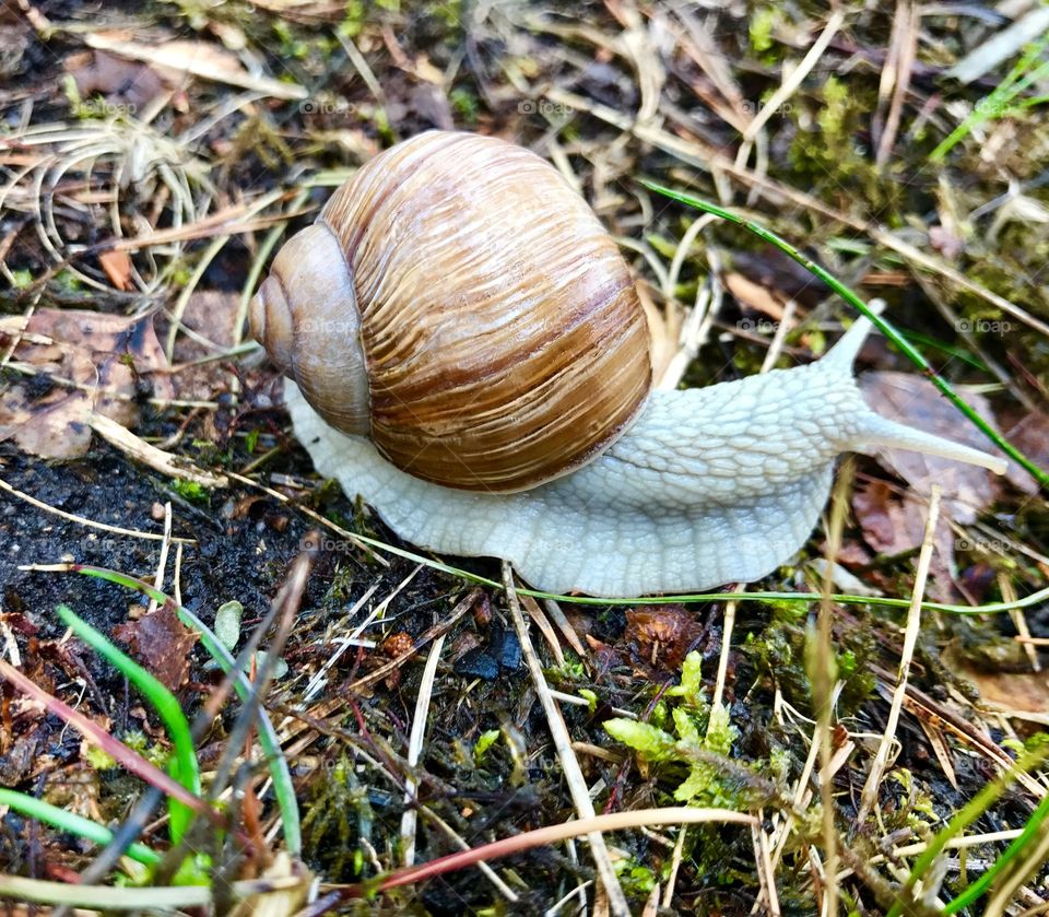 Snail invasion on my backyard haha