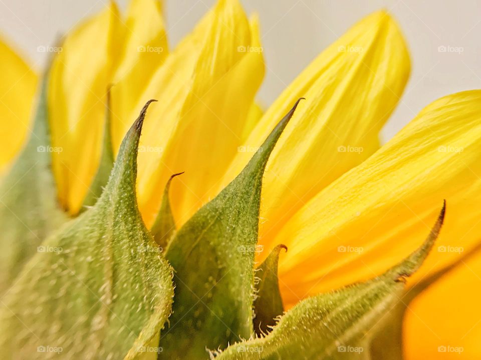 SUNFLOWER PETALS