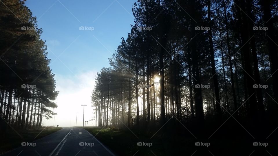 Fog rising thru the trees on a Carolina Morning
