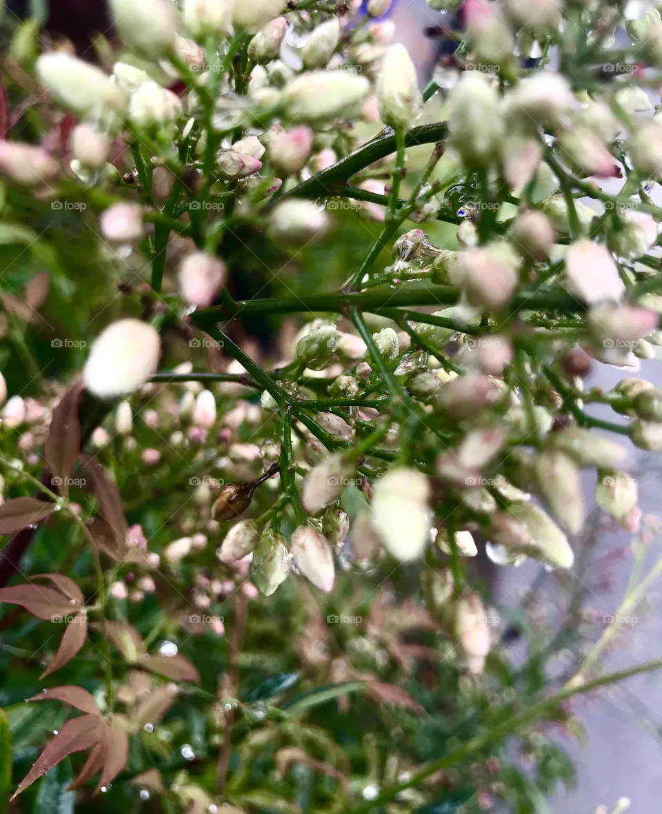 Flora