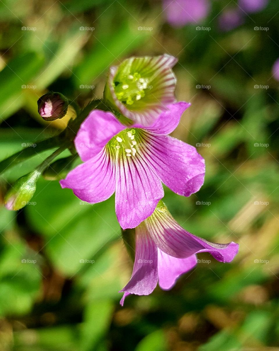 Nature, Flora, Flower, Leaf, Summer