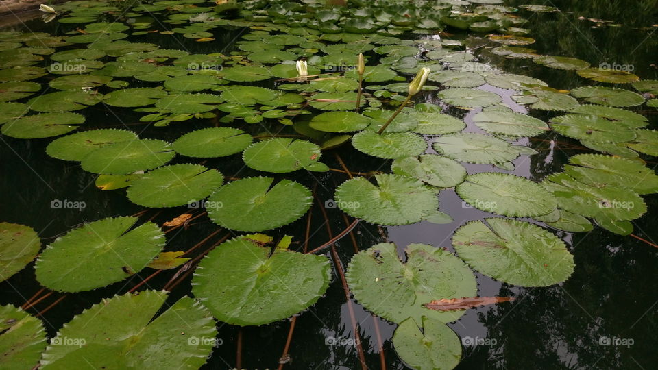 beautyfull lotus leafs in pool