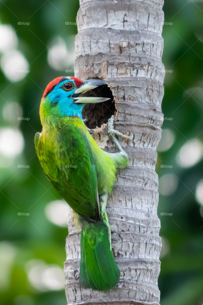 Blue Throated Barbet