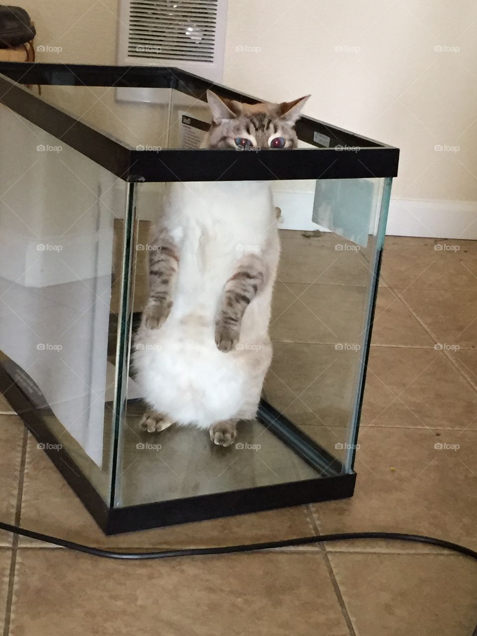 Maven in a fish tank