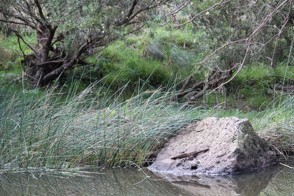 Morning by the calm river