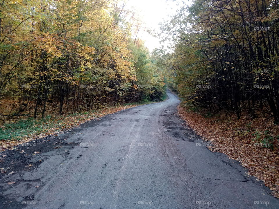 autumn in the forest