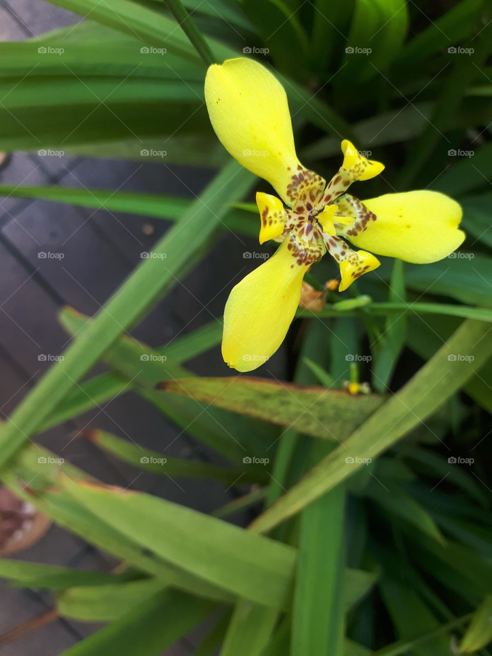 the prettiest yellow flower is unique
