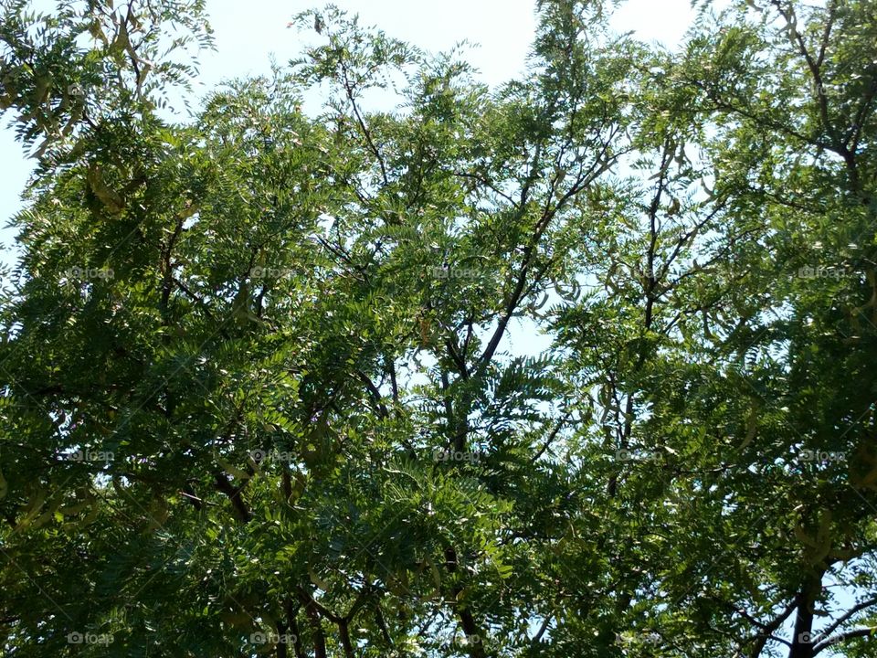 Branches of a Honey Locust Tree