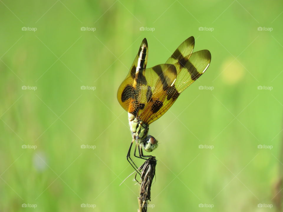 Halloween Pennant