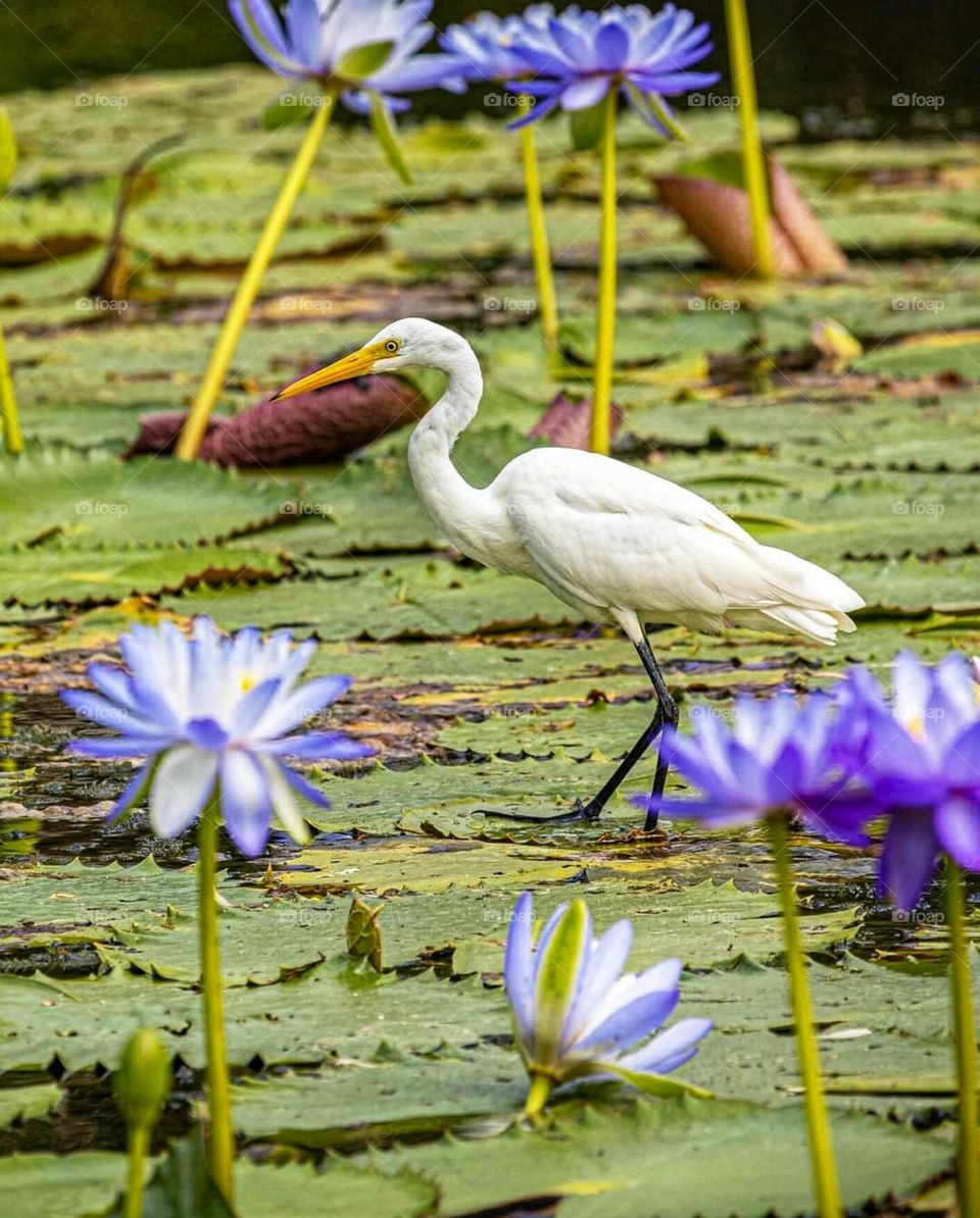 Stork bird