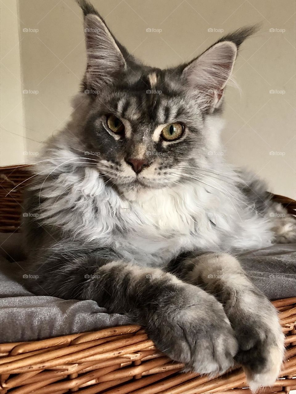 Maine coon kitten