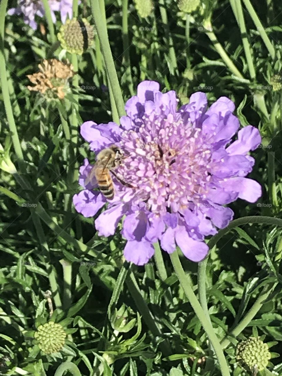 Bee