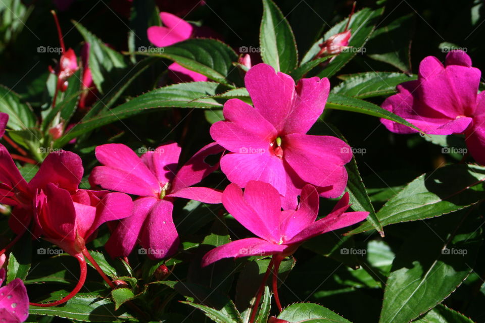 Pink floral