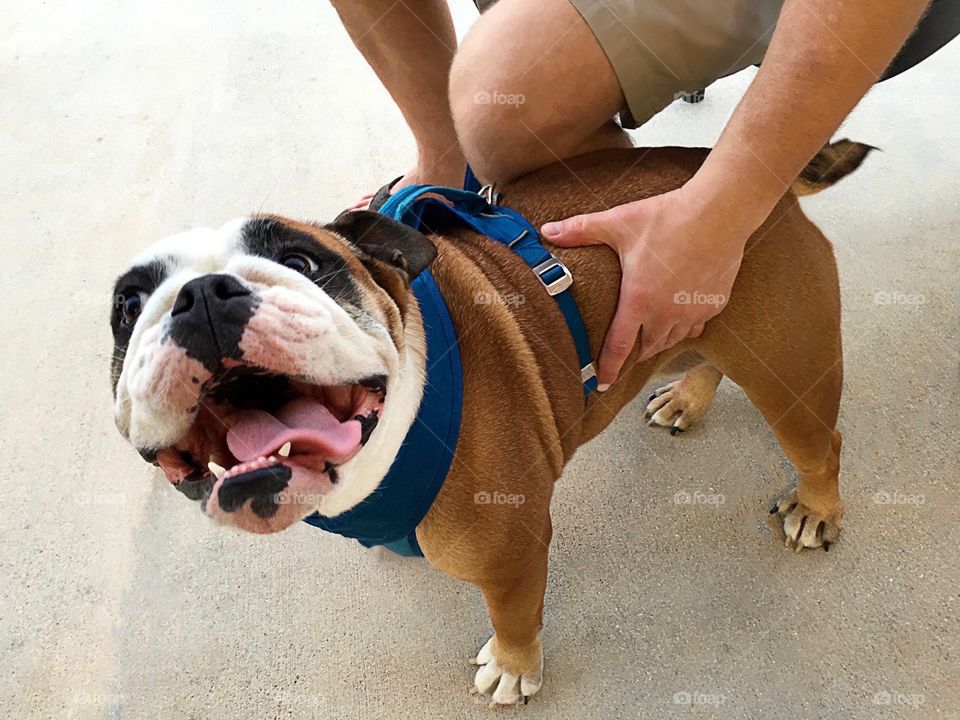 Adorable , happy smiling Bulldog.