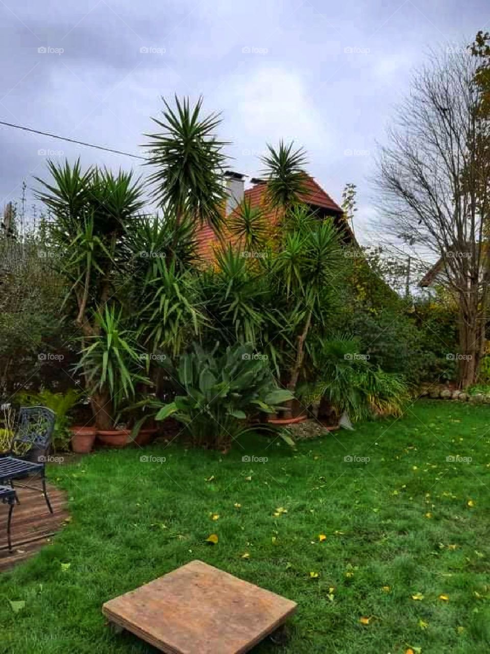 In the little jungle