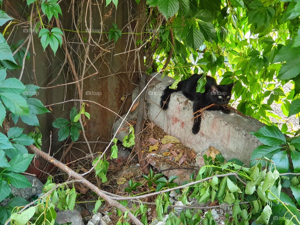 black cat hiding under green leaves