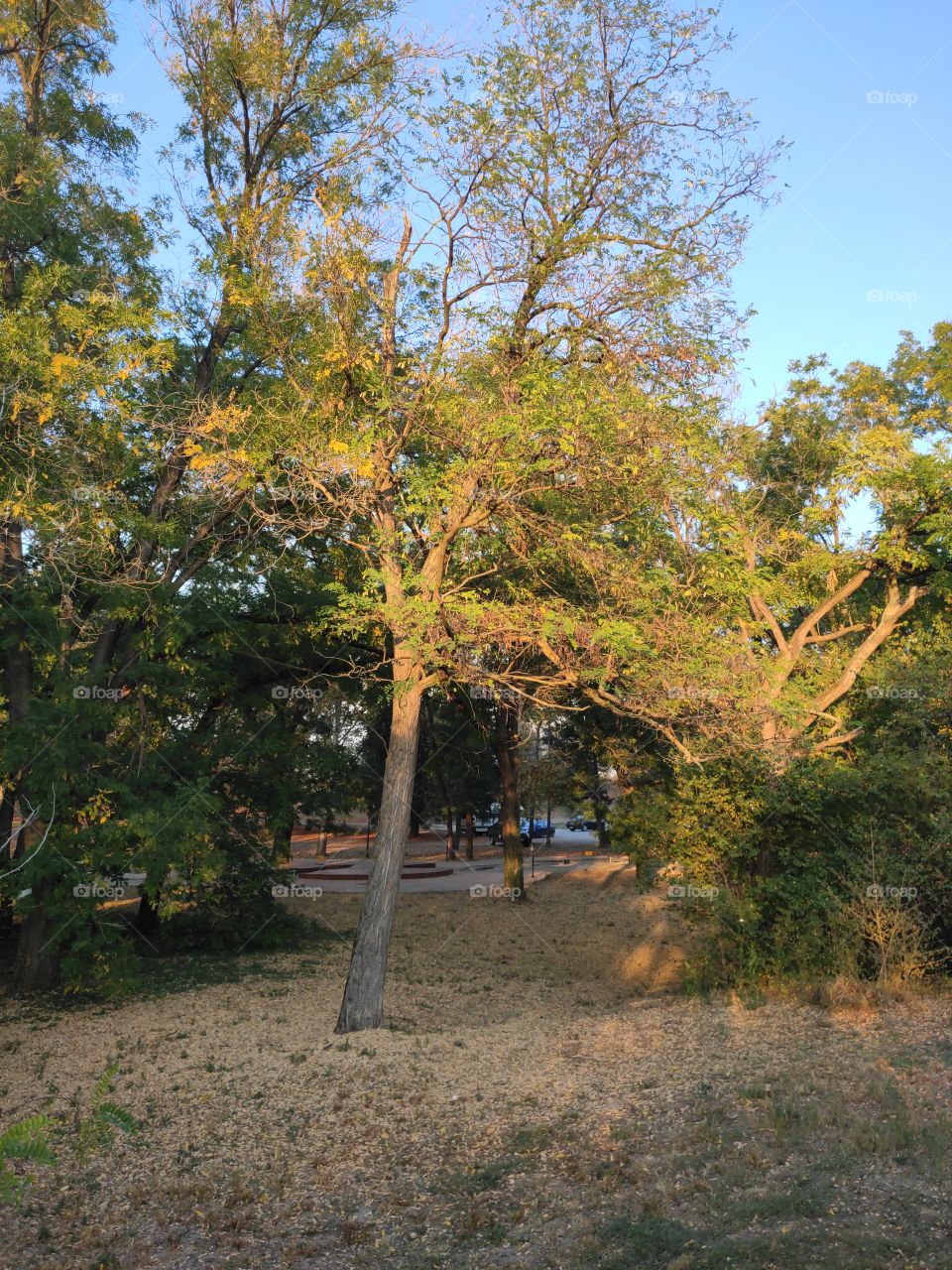 Tree on afternoon sun in autumn Kovin Serbia