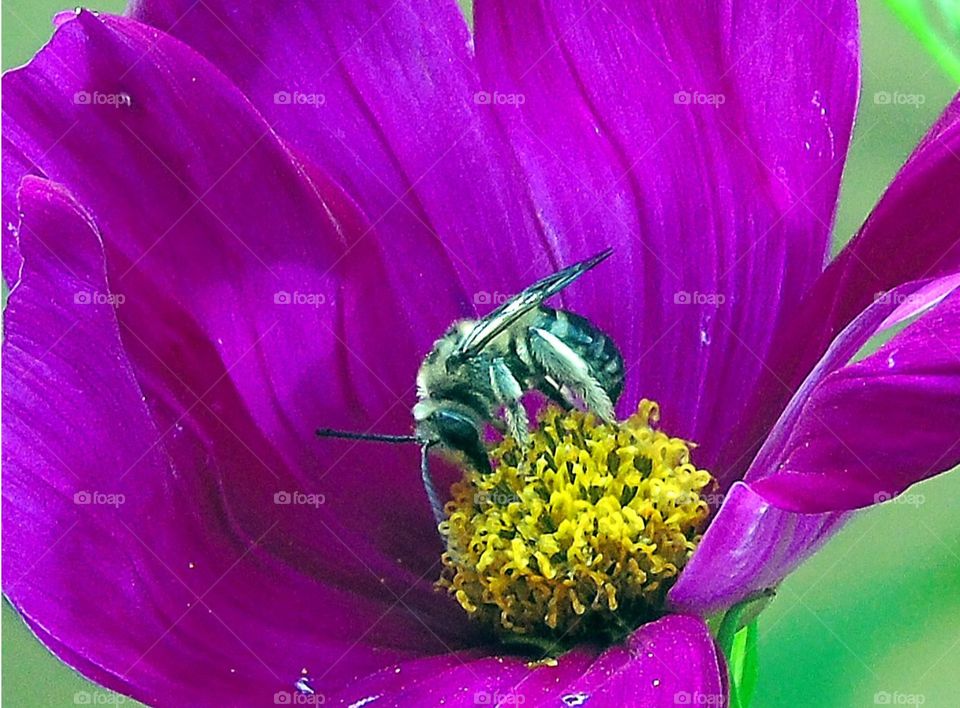 Bee on Purple flower