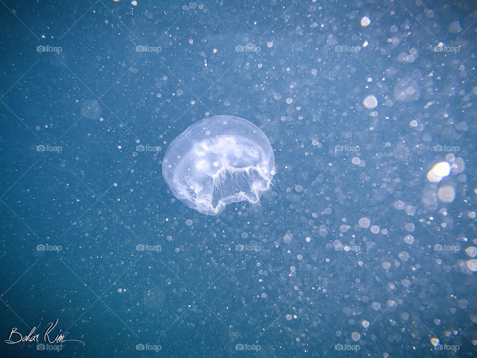 Present from Great Barrier Reef - Jellyfish