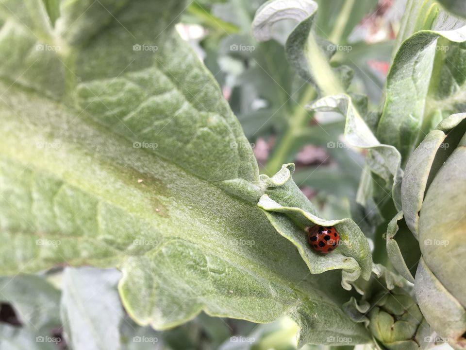 Ladybird hiding in leaf