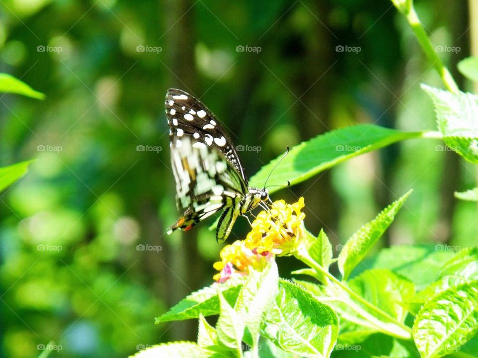 Butterfly