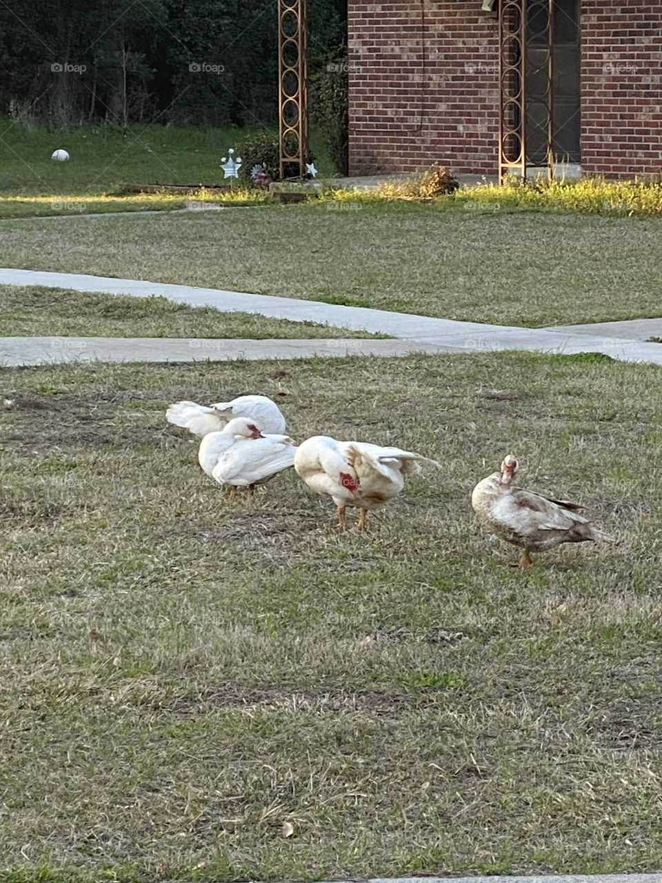 They are some beautiful ducks 