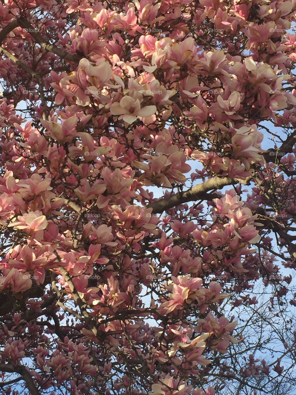 Cherry blossoms in bloom on a tree; close up