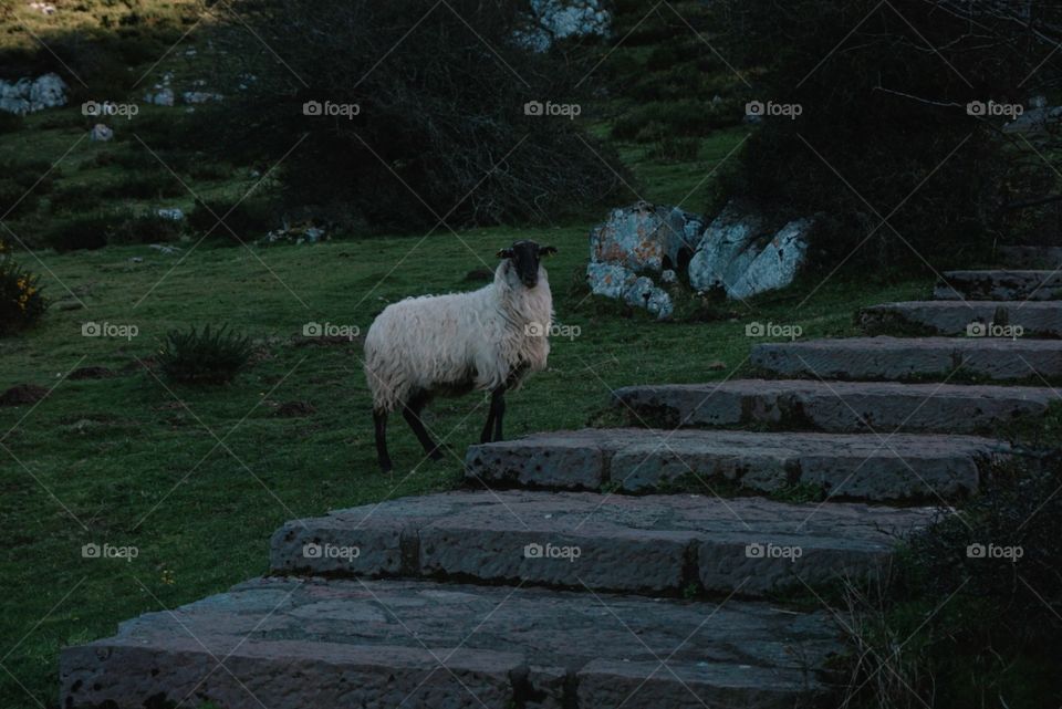 Nature#trees#vegetation#greengrass#sheep