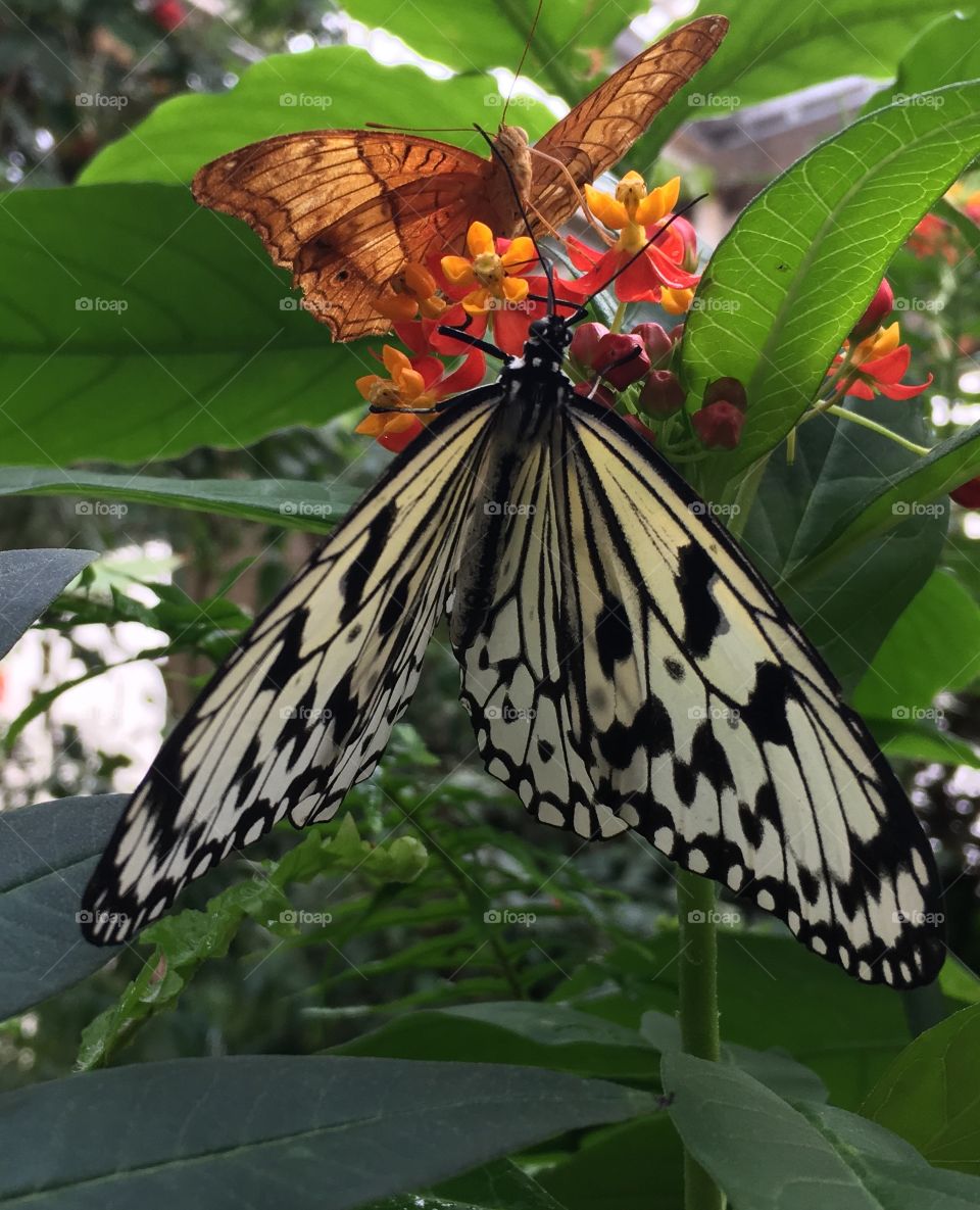 Another zebra butterfly 