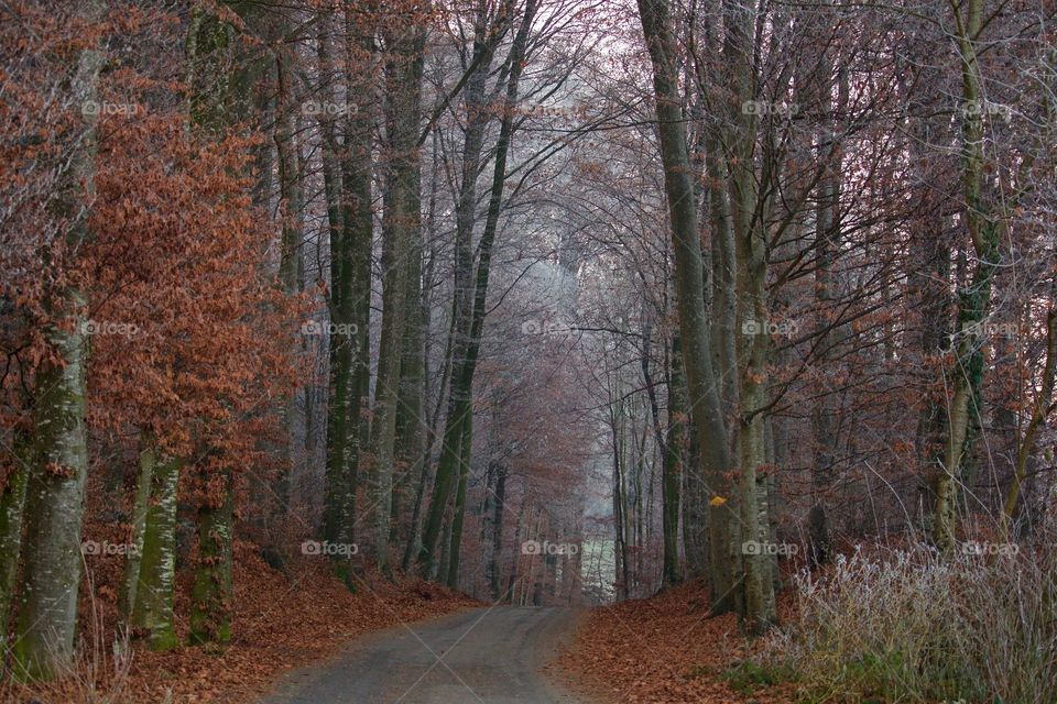 Frosty Forest