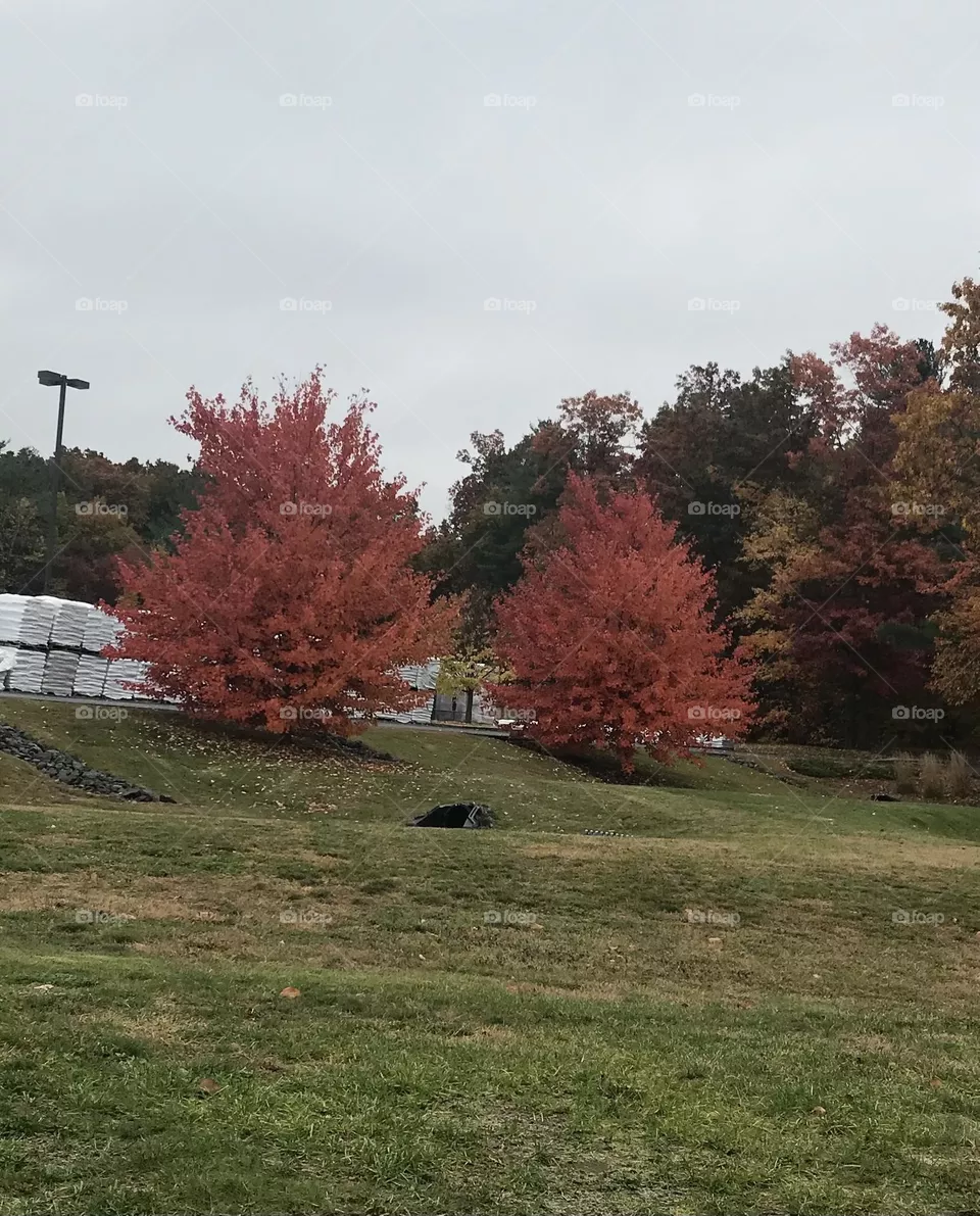 Trees