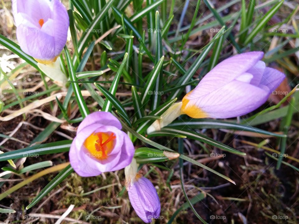 Crocus