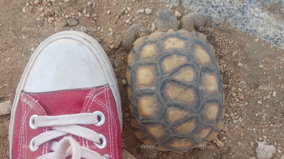 Desert tortoise  friend