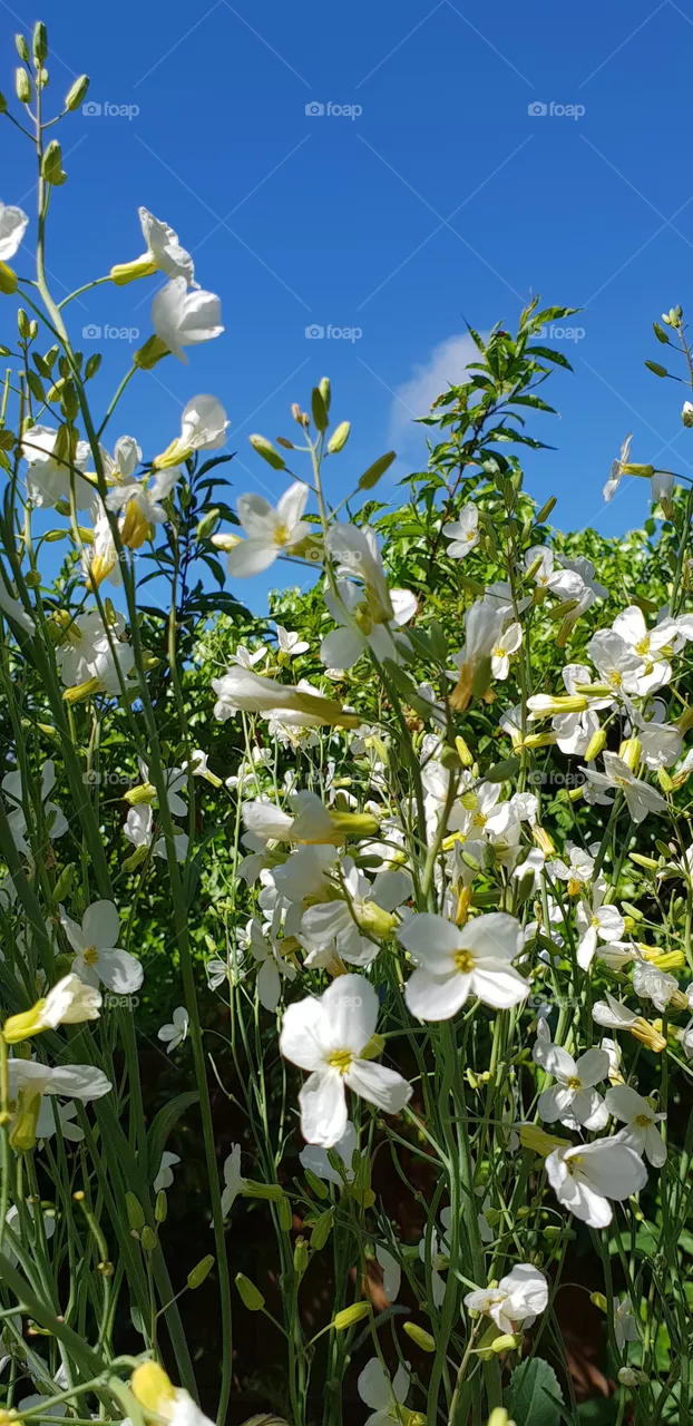 Beautiful flowers