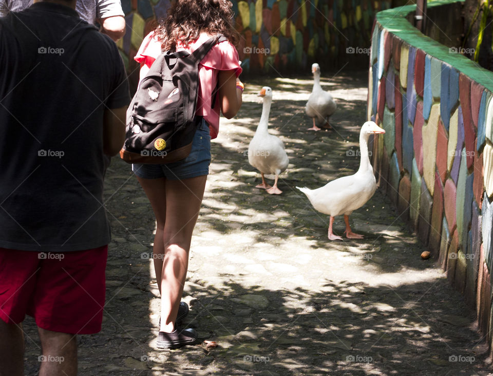 This is from a recent trip to the Puerto Vallarta Zoo. We were so close to the animals through out our walk that I never had to switch out my 50mm lens. The Ross geese are sort of like unofficial zoo greeters, as soon as you're out of the lion and jaguar areas they come waddling down the cobble stone path and follow you around most of the first half of the park.