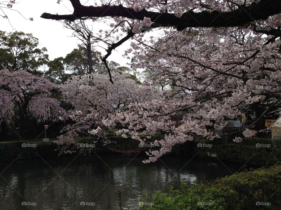 Sakura 