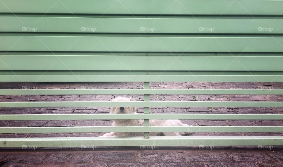 Dog watching through house's gate