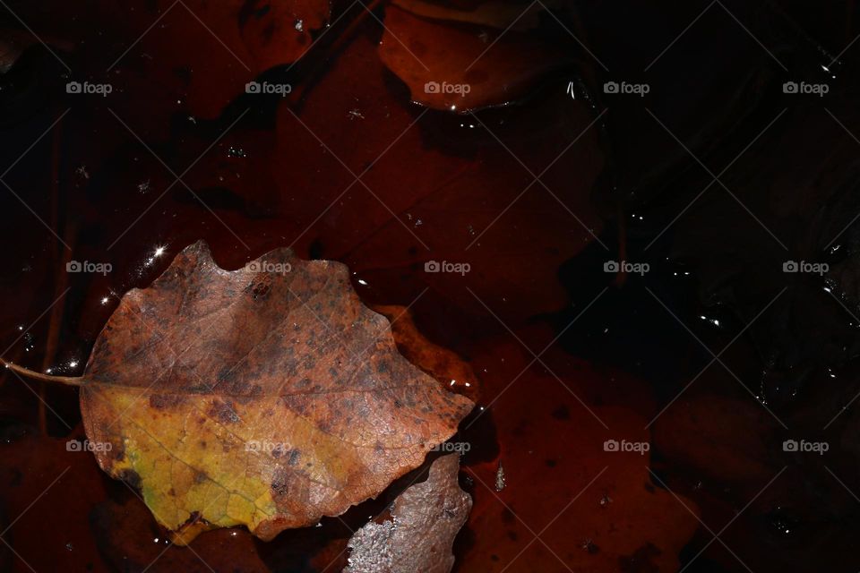 a leaf alone on the water