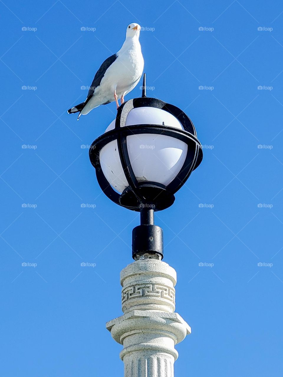 A seagull perches atop a lamp at Manhattan Beach pier in California