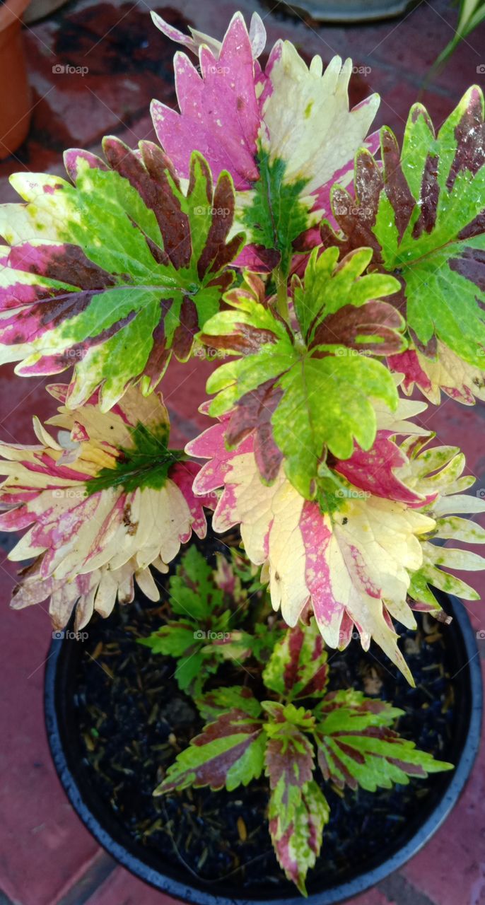 Coleus plant variety