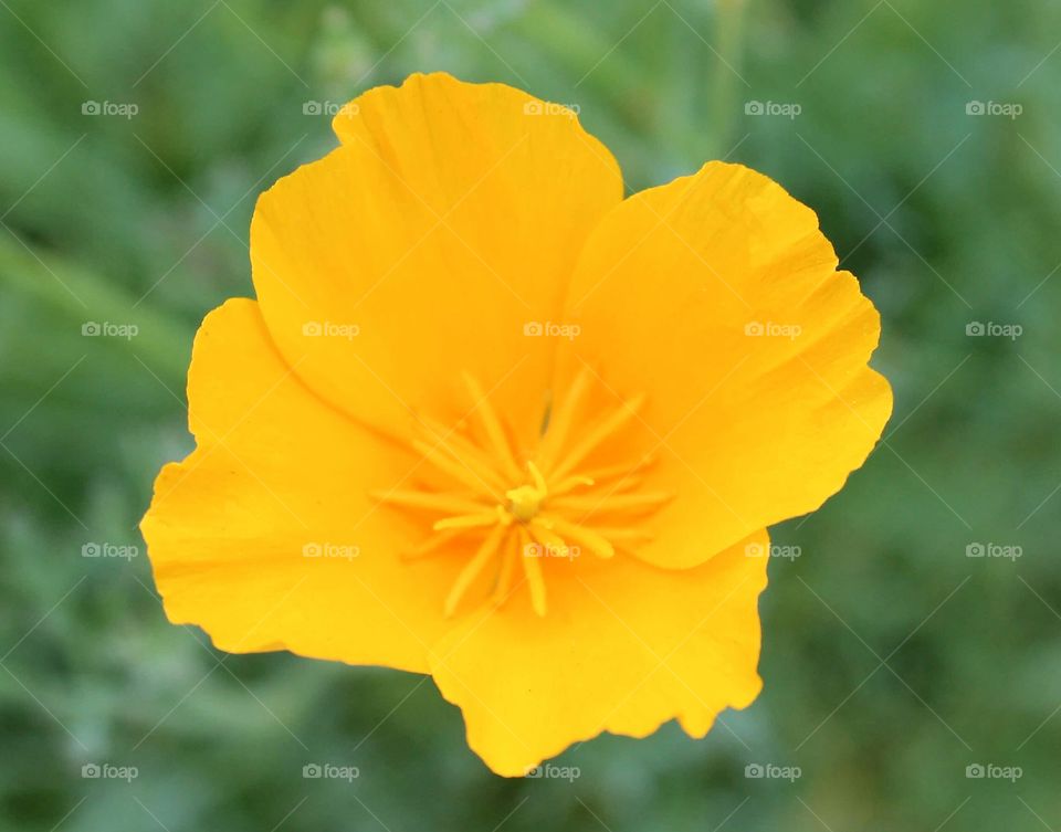 Yellow Poppy