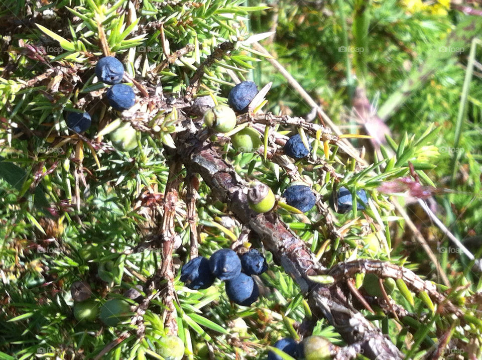 sweden sommar spices berries by gunnarm